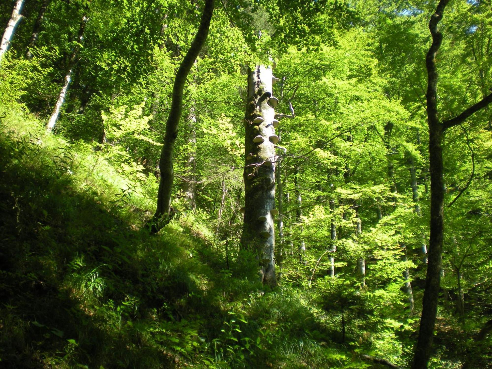 Gaestehaus Schroeder Ruhpolding Εξωτερικό φωτογραφία